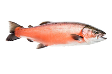 Fresh Salmon on White on a transparent background
