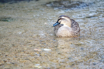 流れに寄せる鴨