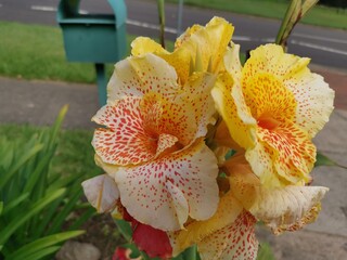 Close-up view of bright, beautiful and colorful canna lily flower