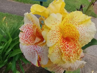 Close-up view of bright, beautiful and colorful canna lily flower