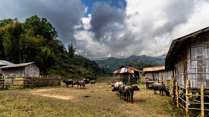 Asian buffalo grazing.  Farmer's concept, Thai buffalo during summer in the countryside of Thailand.