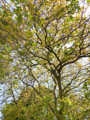 tree in the park