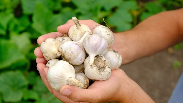 A man farmer harvests garlic in his garden. Selective focus.