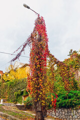 Virginia creeper (Wild grapes) grow on a fence and on a concrete pole with wires, dense vegetation...