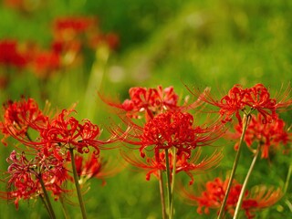 土手に咲く赤い彼岸花のアップ