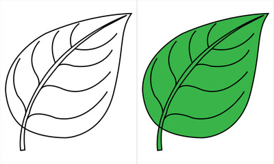 leaf . Jungle plants. Calathea, Monstera and palm leaves. Realistic vector illustration isolated on white Set of leaves. Color and outline vector illustrations