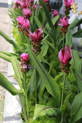 pink tulips in a garden