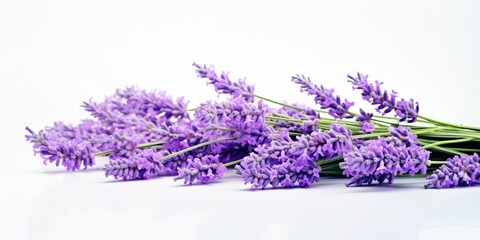 Lavender Flowers on Clean White Background - Simple Elegance - Detailed Shot Highlighting the Beauty of Nature's Fragrant Blossoms