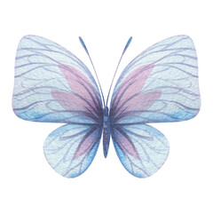 Butterfly are pink, blue, lilac, flying, delicate with wings. Hand drawn watercolor illustration. Isolated element on a white background, for design.