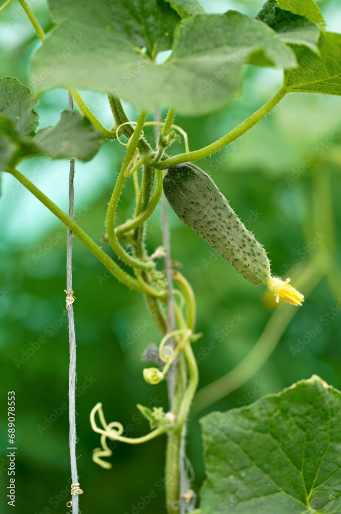 Poster cucumbers ripen in the greenhouse. Home harvest. Harvest in the greenhouse. Homemade vegetables. Cucumbers in the greenhouse. Cucumbers on the branch.