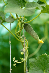 cucumbers ripen in the greenhouse. Home harvest. Harvest in the greenhouse. Homemade vegetables. Cucumbers in the greenhouse. Cucumbers on the branch.