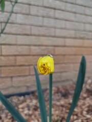 Beautiful yellow Narcissus daffodil flower