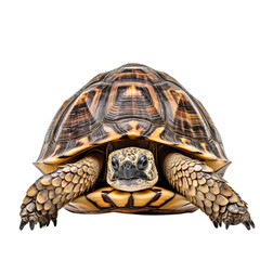 Close-Up of a Turtle on a White Background on a transparent background PNG