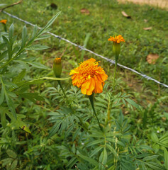 Marigolds isolated on image