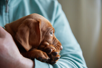 One brown Hungarian Vizsla puppy sits in the arms of its owner. The concept of lifestyle,...