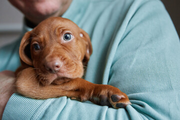 One brown Hungarian Vizsla puppy sits in the arms of its owner. The concept of lifestyle,...