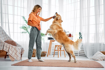 Fun with pet. Cheerful young woman in casual clothes using toy while playing with her purebred big golden retriever. Joyful female blonde having fun with furry friend at modern apartment. - Powered by Adobe