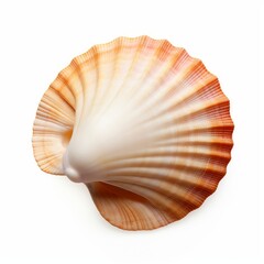 Seashell isolated on white or white background, Generative AI