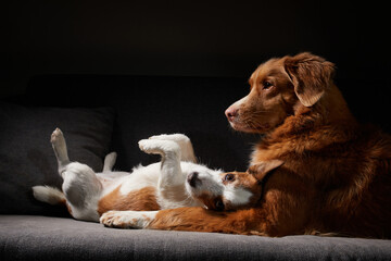 Nova Scotia Duck Tolling Retriever and a Jack Russell Terrier lounge together. Two dogs are resting