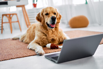 Animal and technology. Curious fluffy labrador lying on floor at living room and looking on wireless laptop screen. Adorable cute big dog interested in modern gadget left at home by owner. - obrazy, fototapety, plakaty