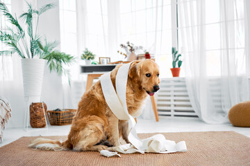 Mischief from a pet. A cute golden retriever with a guilty expression sits on the floor in a bright living room, wrapped in toilet paper. - obrazy, fototapety, plakaty