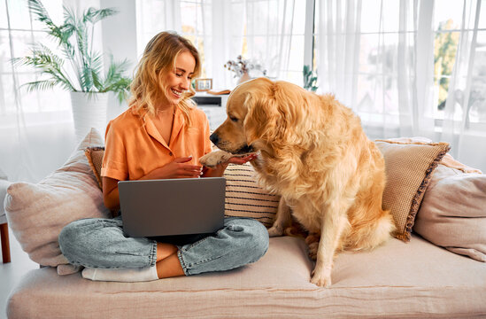 Animal friend at home. Fluffy golden retriever giving paw to female owner sitting on sofa with modern laptop on knees. Happy female blonde distracting from remote work to play with best dog companion.
