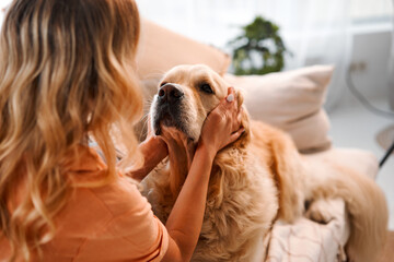 Shared moments. Back view of female blonde caressing furry dog behind ears during leisure time at cozy apartment. Young woman and golden retriever enjoying bonding interaction together during daytime. - obrazy, fototapety, plakaty