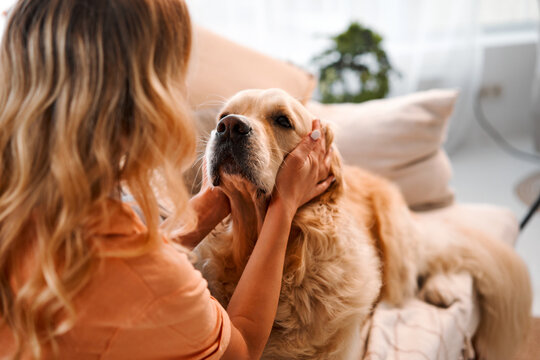 Shared moments. Back view of female blonde caressing furry dog behind ears during leisure time at cozy apartment. Young woman and golden retriever enjoying bonding interaction together during daytime.