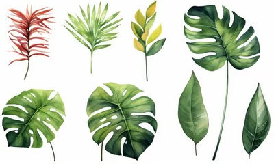 Tuinposter Monstera Large hand drawn watercolor tropical plants set, monstera on an isolated white background, watercolor  illustration, Generative AI