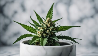 mature marijuana in the pot at home, white marble background


