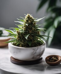 mature marijuana in the pot at home, white marble background


