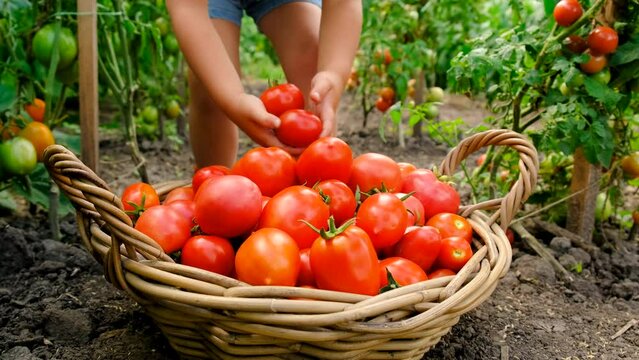 A child in the garden harvests tomatoes. Selective focus.