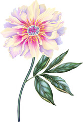 Beautiful peony. Pink flower with stem and leaf. Realistic high quality hand drawn botanical illustration isolated on white. Clip art for romantic pretty wedding invitation, greeting card, cosmetic.