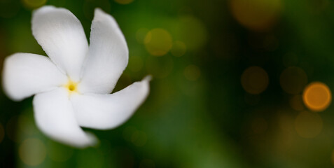 Jasminum sambac or bunga melati (Arabian jasmine or Sambac jasmine) is a species of jasmine native to tropical Asia.