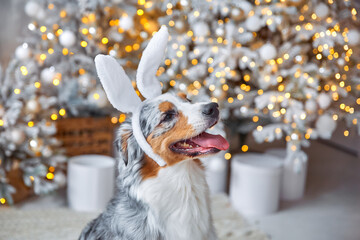 Close-up portrait of a tri-colored Australian Shepherd with bunny ears on his head against a...