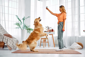 Commands for pet. Positive woman spending time at home for training adorable furry buddy. Purebred golden retriever standing on hind legs and trying to reach toy in female hands.Make Training Fun. - obrazy, fototapety, plakaty