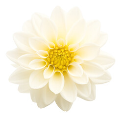 beautiful dahlia flower isolated on white