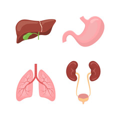 Human internal organs vector illustration set