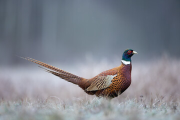 Bird - Common pheasant Phasianus colchius Ring-necked pheasant in natural habitat wildlife Poland Europe	