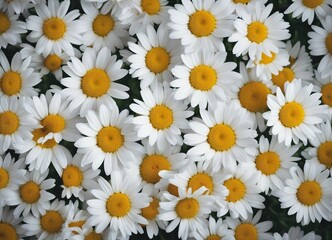 Wall of bright daisy flowers background
