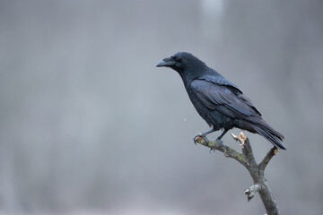 Bird beautiful raven Corvus corax North Poland Europe