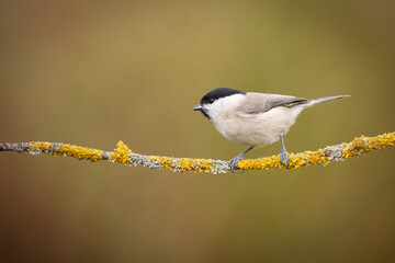 Naklejka premium Bird - Marsh tit Poecile palustris perched on branch, winter time Poland Europe