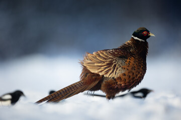 Bird - Common pheasant Phasianus colchius Ring-necked pheasant in natural habitat wildlife Poland Europe	