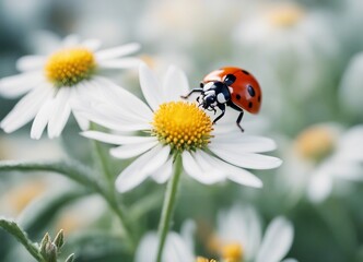 close up view of ladybug on flowers
