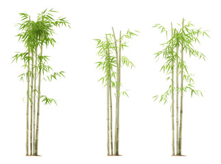 bamboo isolated on white background