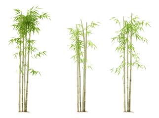 bamboo isolated on white background