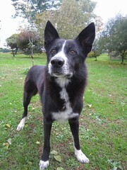 Cane lupo border collie nero e bianco su giardino 