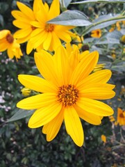 Cespuglio di fiori di margherite gialle 