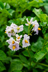 Potato flowers and leaves, potatoes grown above ground, malum terrae