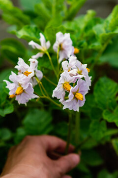 Potato flowers and leaves, potatoes grown above ground, malum terrae
